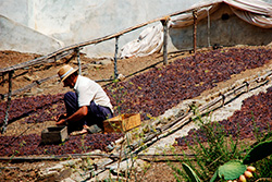 Axarquia viva costa del sol orientale